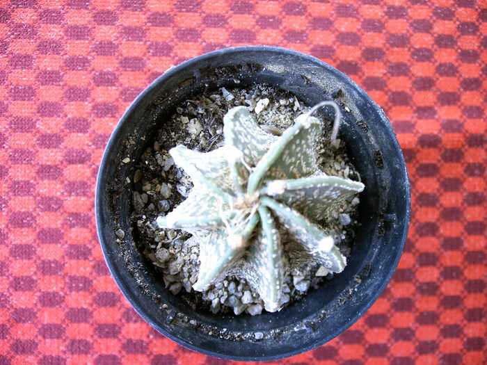 Astrophitum - Cactusi -suculente