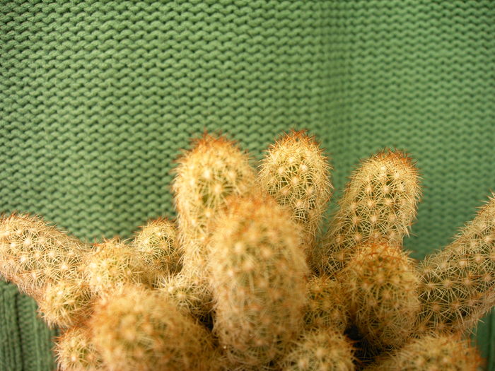 IMAG0037 - Cactusi -suculente