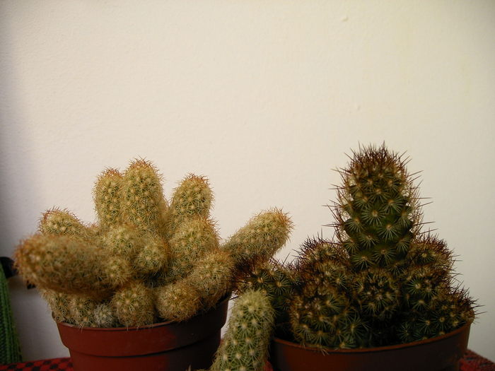 Mammillaria - Cactusi -suculente