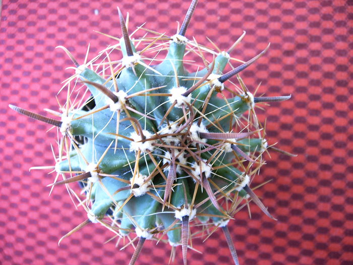 Ferocactus - Cactusi -suculente