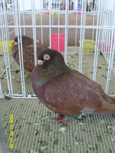 juc.de ardeal nemotat