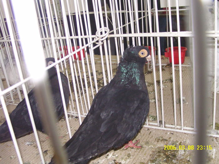 jucator de constanta