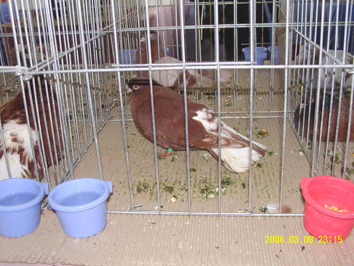 zburator ciung de ploiesti