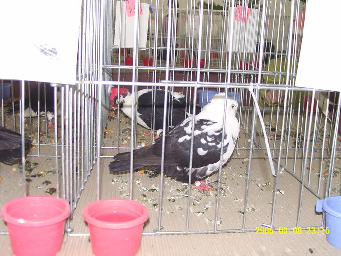 jucator de timisoara