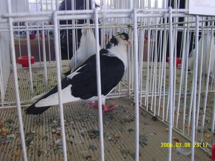 galatean de expozitie??