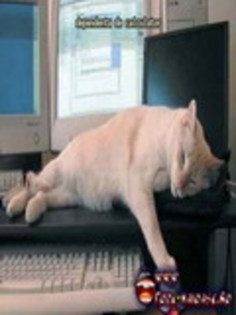 twww_poze-haioase_ro__1240840195_840338