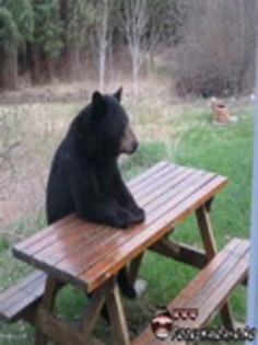 twww_poze-haioase_ro__1240574459_863655