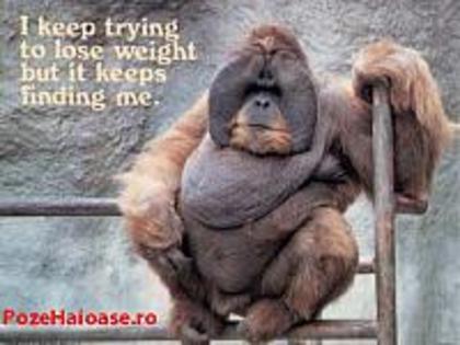 campion_la_categoria_FOARTE_grea