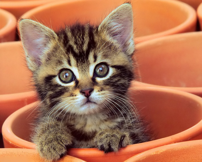 Curious-Kitten - PiSiCi