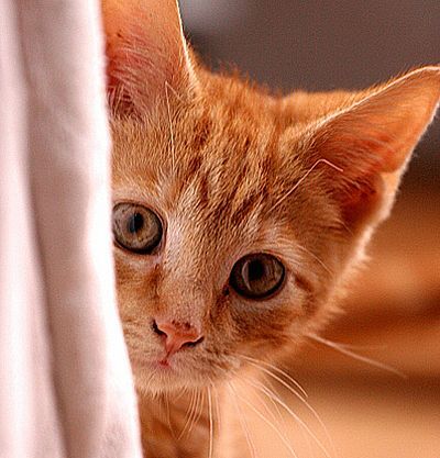 eeaa38bd2905b40ca92510cb14f62304_animale-generalitati-2