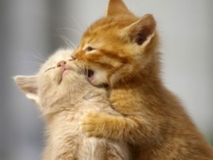 cute_cats_wallpapers-t2 - Pisicutze