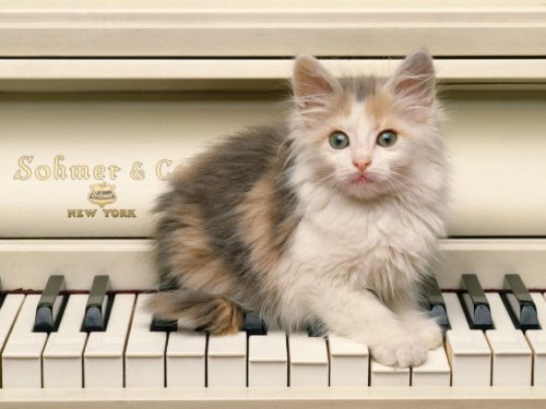 piano-cat-1 - Pisicutze