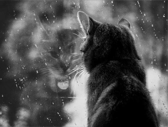 rain-rain-go-away-by-pretty-mai-cats-Photography-cat-photo-bw-??-window-blackwhite-raine-water-rain- - Pisicutze