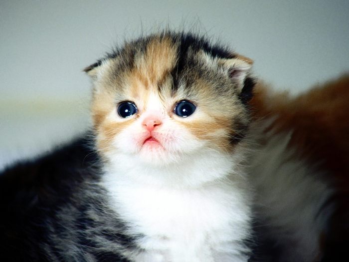 ws_Baby_Cat_1600x1200