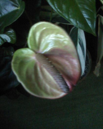 Imagine 0253 - anthurium