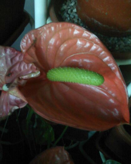 Imagine 0254 - anthurium