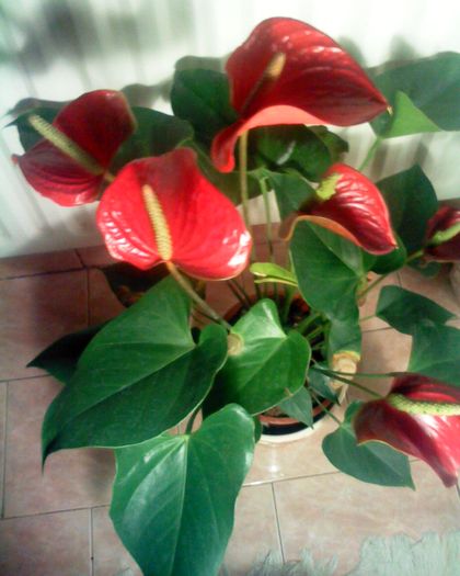 Imagine 0277 - anthurium