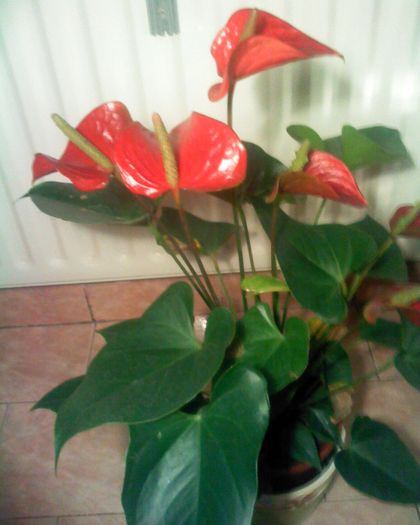 Imagine 0279 - anthurium