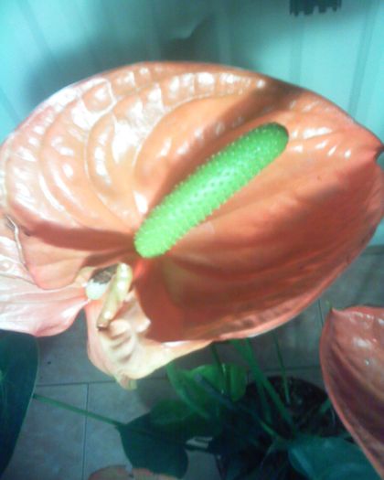 Imagine 0281 - anthurium