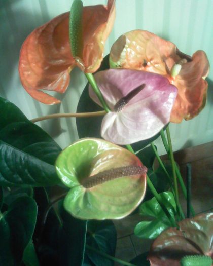 Imagine 0291 - anthurium