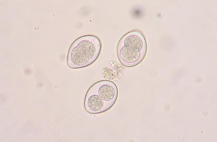 coccidia; coccidia  la microscop
