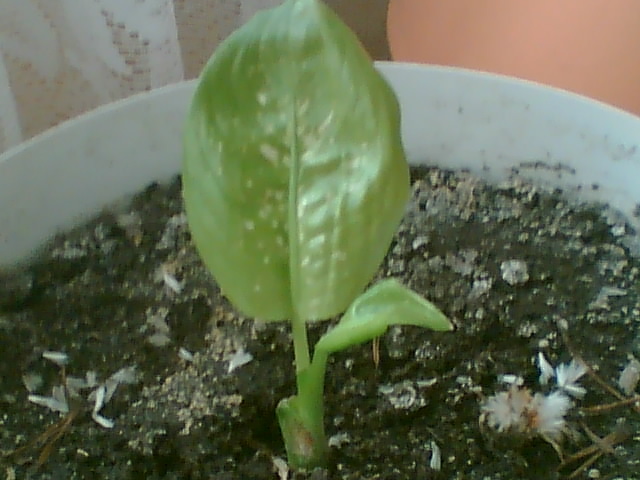 Imag000 - Dieffenbachia