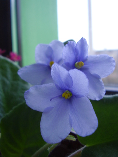 Peroni 025 - violete 2011