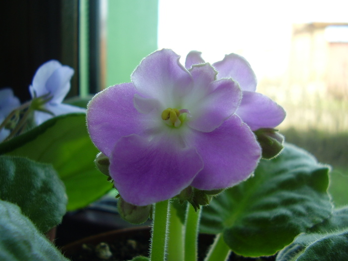Peroni 027 - violete 2011