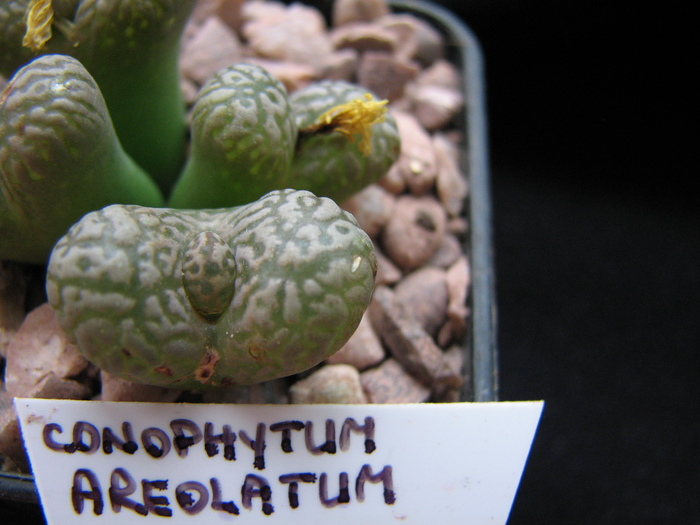 Decembrie 2010 - areolatum