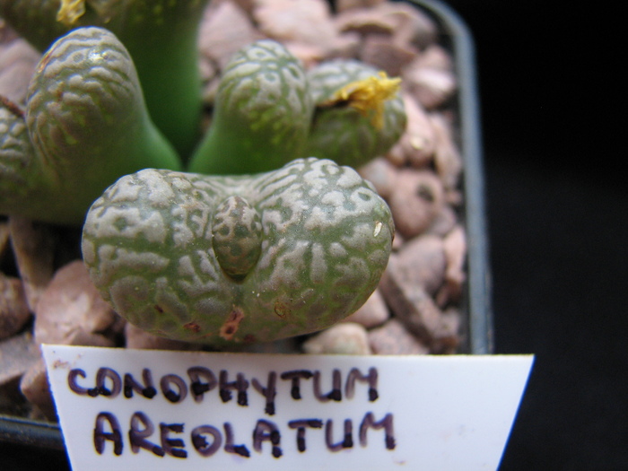 Decembrie 2010; Colectia Ciprian Suta
