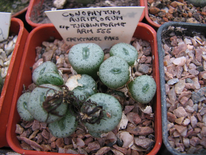 ssp. turbiniforme - decembrie 2010; Colectia Ciprian Suta
