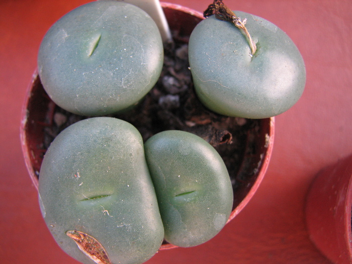 Decembrie 2010; Colectia Ciprian Suta
