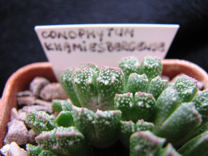 Decembrie 2010; Colectia Ciprian Suta
