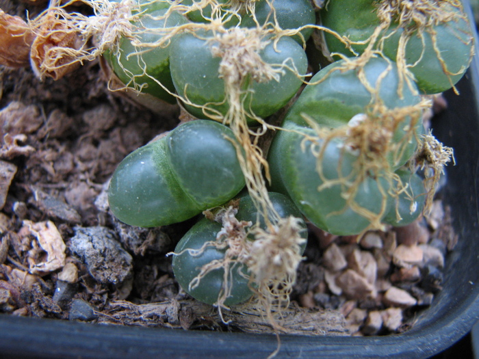 herrei - decembrie 2010 - Conophytum longum