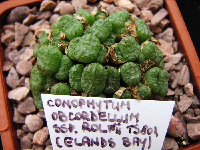 ssp. rolfii TS801 (Elands Bay) - decembrie 2010; Colectia Ciprian Suta
