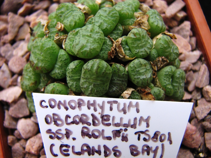 ssp. rolfii TS801 (Elands Bay) - decembrie 2010; Colectia Ciprian Suta
