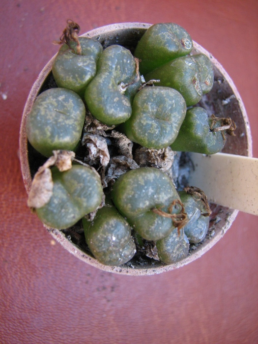 ssp. cupreatum - decembrie 2010; Colectia Ciprian Suta
