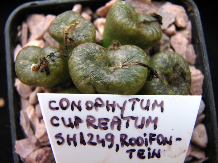 ssp. cupreatum SH1249, ROOIFONTEIN - decembrie 2010; Colectia Ciprian Suta
