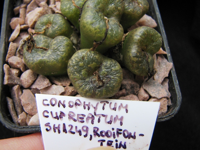 ssp. cupreatum SH1249, ROOIFONTEIN - decembrie 2010 - pellucidum