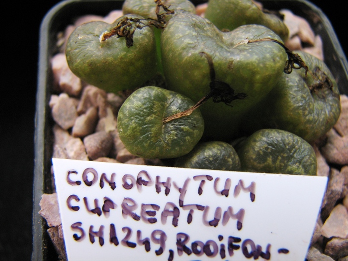 ssp. cupreatum SH1249, ROOIFONTEIN - decembrie 2010; Colectia Ciprian Suta
