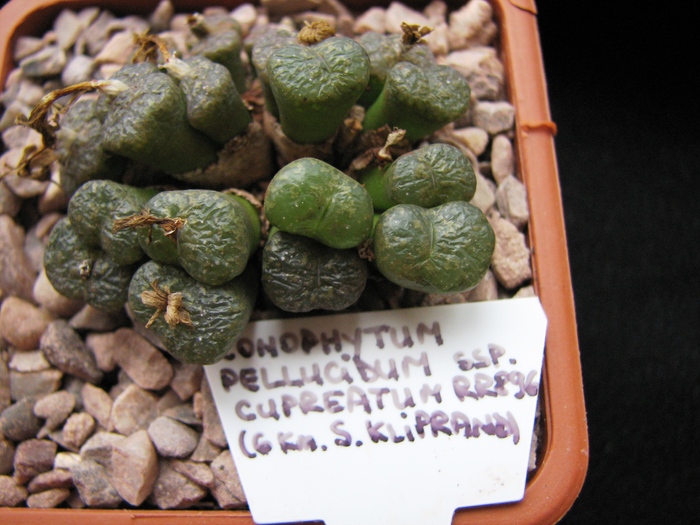 ssp. cupreatum RR896 - decembrie 2010; Colectia Ciprian Suta
