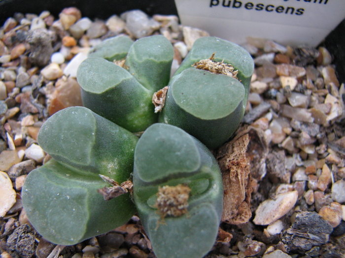 Decembrie 2010 - pubescens