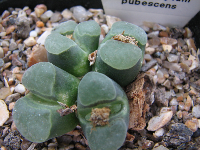 Decembrie 2010; Colectia Ciprian Suta
