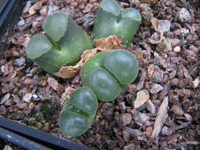 CR 1391 - decembrie 2010 - pubescens