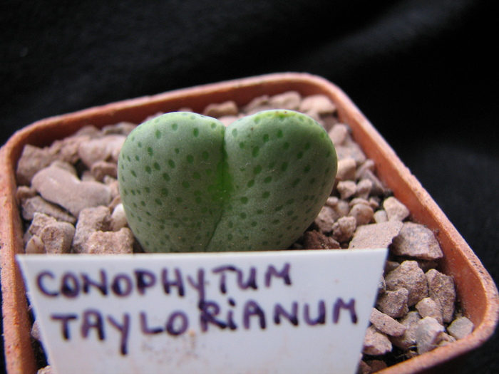 Decembrie 2010 - taylorianum
