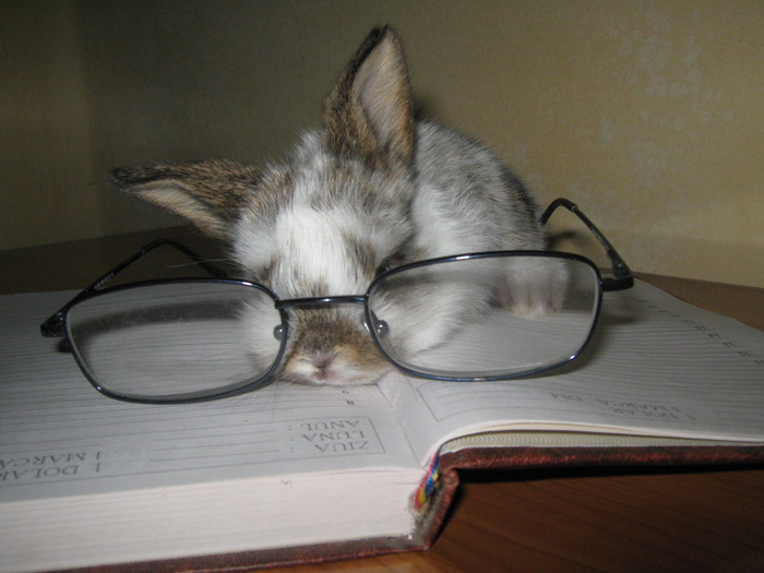 SUNT INTELIGENTA; CAP DE BERBEC PITIC FEMELA
