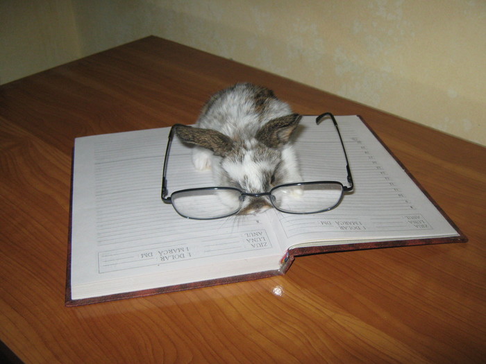 M-AM GINDIT SA-TI SCRIU; CAP DE BERBEC PITIC FEMELA
