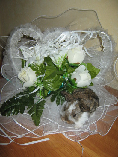 M-AM GINDIT SA MA MARIT; CAP DE BERBEC PITIC FEMELA
