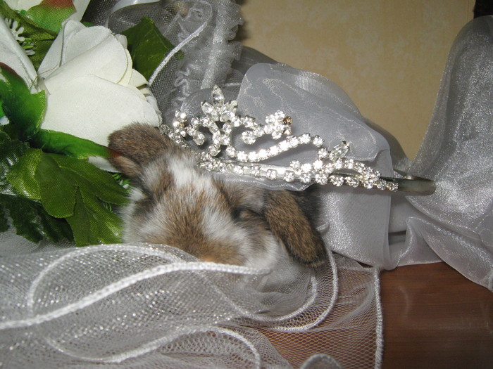 SUNT O PRINTESA; CAP DE BERBEC PITIC FEMELA
