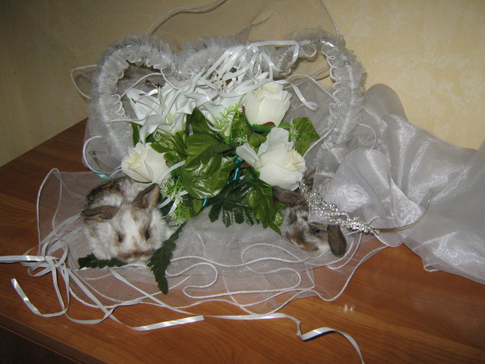 CUPLUL PERFECT; CAP DE BERBEC PITIC MASCUL STANGA SI FEMELA DREAPTA
